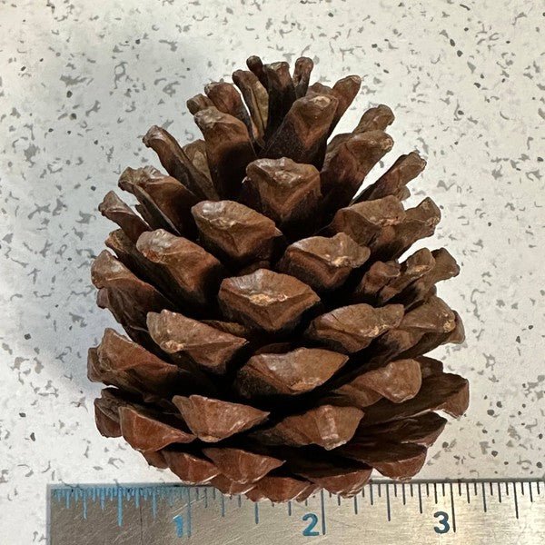 Pinecones - bag of 10 - Bitsy Gypsy Boutique
