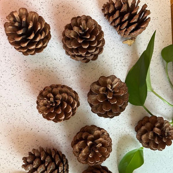 Pinecones - bag of 10 - Bitsy Gypsy Boutique