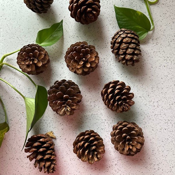 Pinecones - bag of 10 - Bitsy Gypsy Boutique