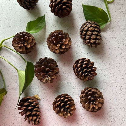 Pinecones - bag of 10 - Bitsy Gypsy Boutique