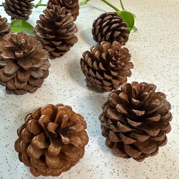 Pinecones - bag of 10 - Bitsy Gypsy Boutique