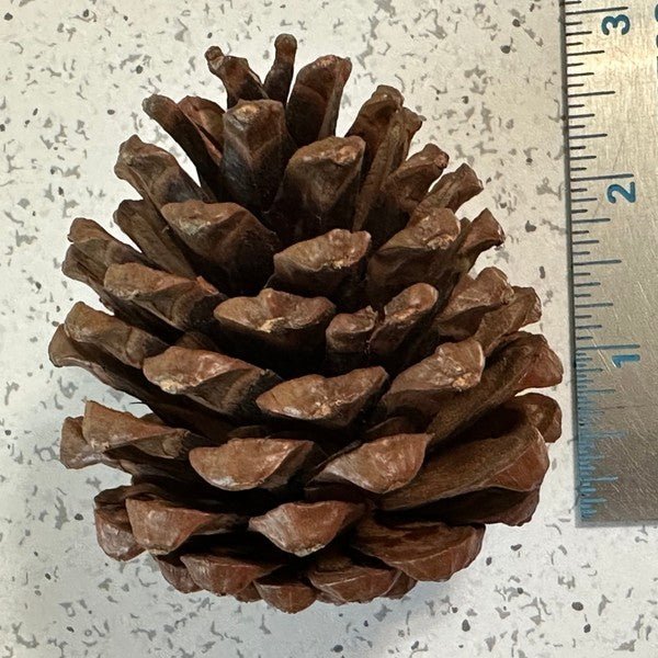 Pinecones - bag of 10 - Bitsy Gypsy Boutique
