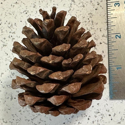 Pinecones - bag of 10 - Bitsy Gypsy Boutique